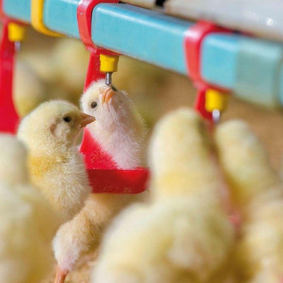 330 میلی متر تغذیه مرغ خوری 65 جوجه گوشتی سیستم تغذیه خودکار برای طیور
